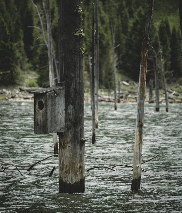Earthquake Lake is one of the most surprisingly peaceful areas near West Yellowstone
